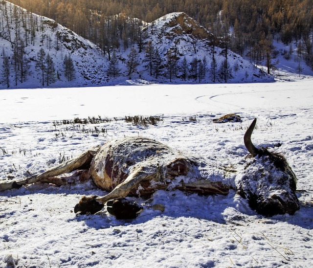 Dem  harten Winter  in der Mongolei fallen viele Tiere zum Opfer.  | Foto: dpa