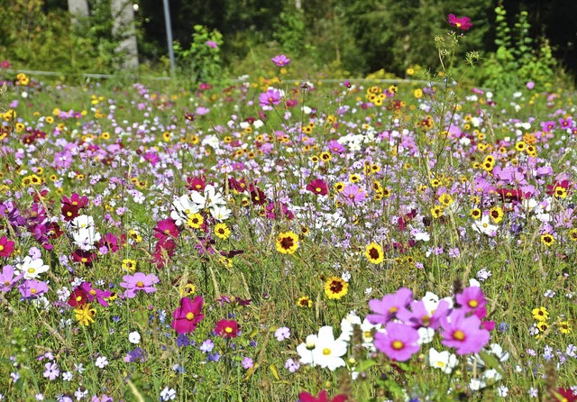 Um das Ökokonto zu füllen, muss die Natur aufgewertet werden. | Foto: Tanja Bury Um das Ökokonto zu füllen, muss die Natur aufgewertet werden. | Foto: Tanja Bury