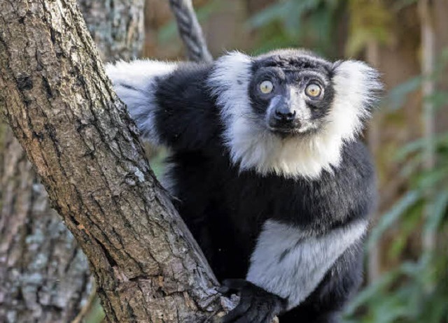 Ein Grtelvari im Basler Zoo  | Foto: Torben weber (Zoo Basel)