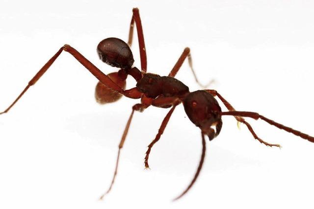 Skurrile Tarnung: Käfer reist als Ameisen-Po