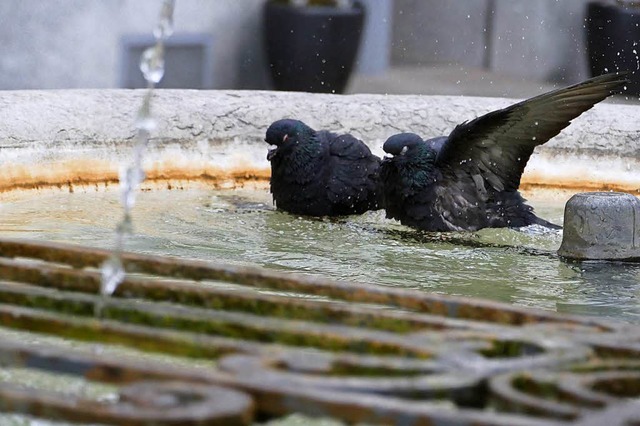 Man darf zuschauen, wie sie baden. Fttern darf man die Tauben aber nicht.   | Foto: Sabine Ehrentreich