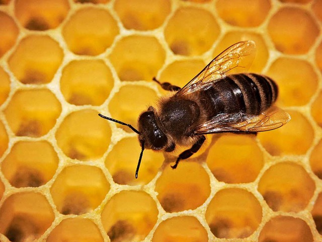 Wie sieht es mit der Gesundheit der Bienen aus?  | Foto: dpa