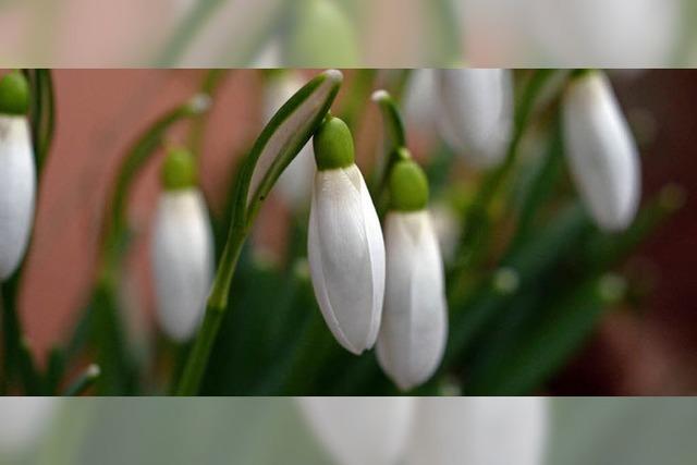 Der Frhling steht in den Startlchern