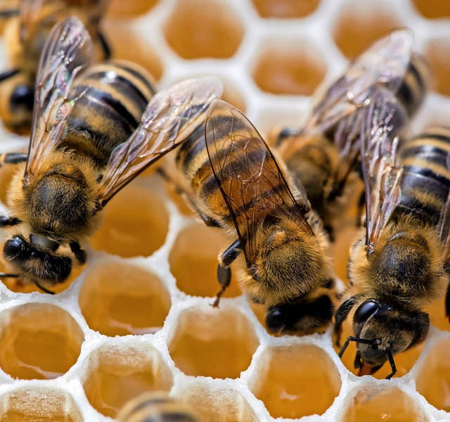 Die Bienenbestnde  sind gesund.  | Foto: dpa