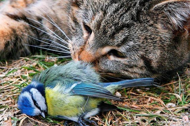 Ist eine Katzensteuer sinnvoll fr die Umwelt?