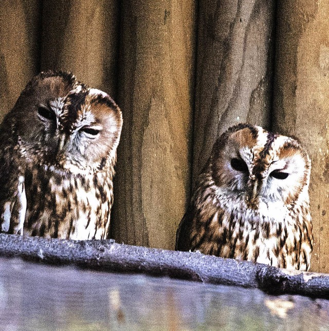 Der Waldkauz ist der Vogel des Jahres.   | Foto: Zahn