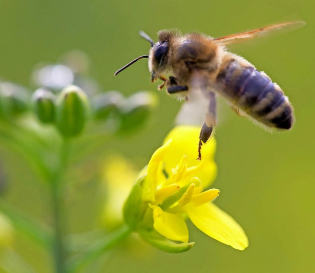 Bienenkunde:  Bei Kindergrten- und Sc...utung die Biene fr den Menschen hat.   | Foto: M. Reichel (dpa)