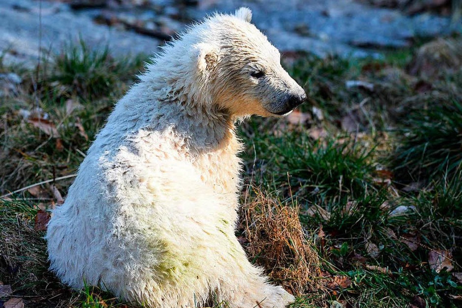 Erstmals tollt Eisbärbaby Nanuk durch den Zoo in Mulhouse. (Foto: AFP) Erstmals tollt Eisbärbaby Nanuk durch den Zoo in Mulhouse. (Foto: AFP)