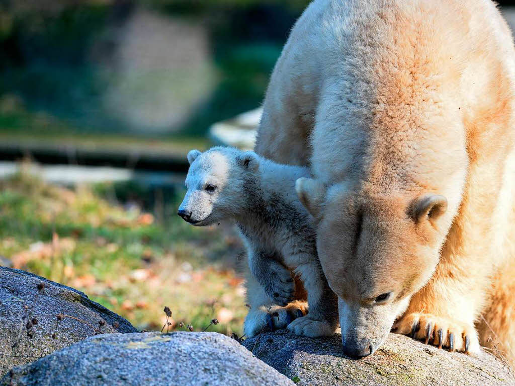 Erstmals tollt Eisbrbaby Nanuk durch den Zoo in Mulhouse.