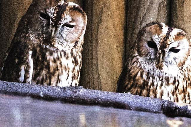 Tiere im Waldkircher Schwarzwaldzoo beenden ihren Winterschlaf