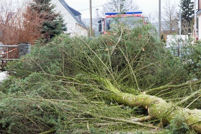 Lörrach: Umstürzender Baum verletzt Jogger leicht