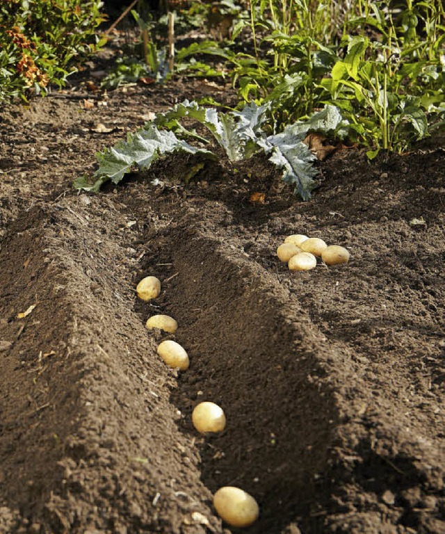 Frhe Kartoffeln sind nun auch bald dr...n den Wachstumsprozess beschleunigen.   | Foto: Gardena