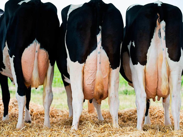 Im Sden haben Milchbauern im Schnitt ... und Osten zwischen 220 und 1000 Khe.  | Foto: dpa