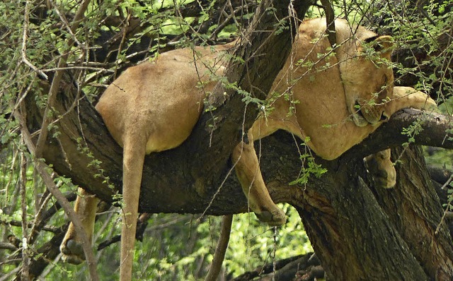 Diese Lwin hlt einen Mittagsschlaf in einem Baum.   | Foto: Angela Tacke