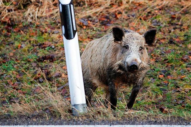 Warum es zu so vielen Wildunfllen im Breisgau kommt