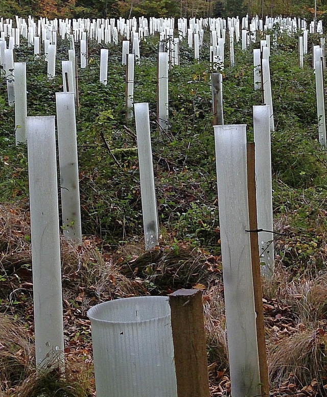 Zum Schutz vor knabberndem Wild werden junge Baumtriebe in Hllen gesetzt.   | Foto: Symbolfoto: Trenz