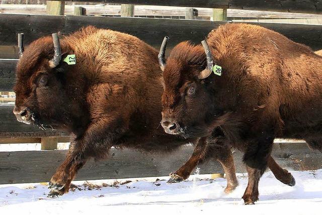 Der Bison darf wieder durch die Rockies ziehen