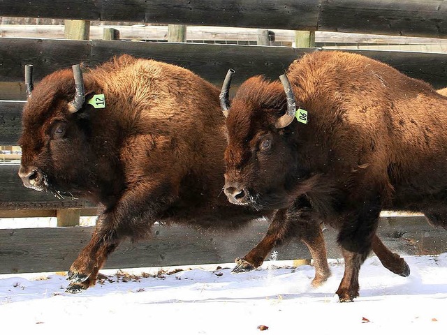 16 Büffel wurden vor kurzem in Banff in die Freiheit entlassen. | Foto: PArks Canada 16 Büffel wurden vor kurzem in Banff in die Freiheit entlassen. | Foto: PArks Canada
