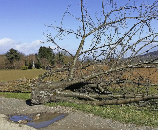 Der alte Kirschbaum wird kein Laub mehr tragen.   | Foto: bnh