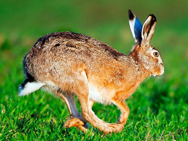 Der Hase wurde in Freie entlassen.  | Foto: dpa