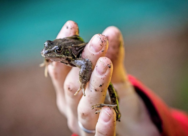 Einen Springfrosch hat dieses Nabu-Mitglied an einem Fangzaun eingesammelt.  | Foto: DPA