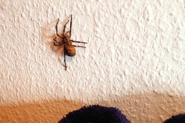Ihr kennt das: Handyfotos fangen Spinn...r ein. Tatschliche Gre: Handteller.  | Foto: Julia Dreier