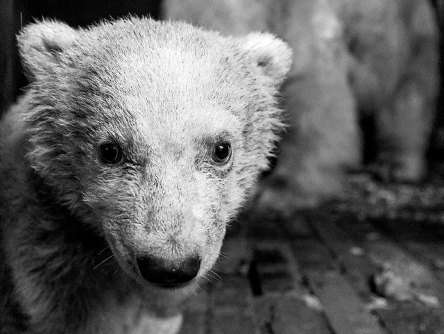 Das erst gut vier Monate alte Eisbrenbaby Fritz ist viel zu jung gestorben.  | Foto: dpa