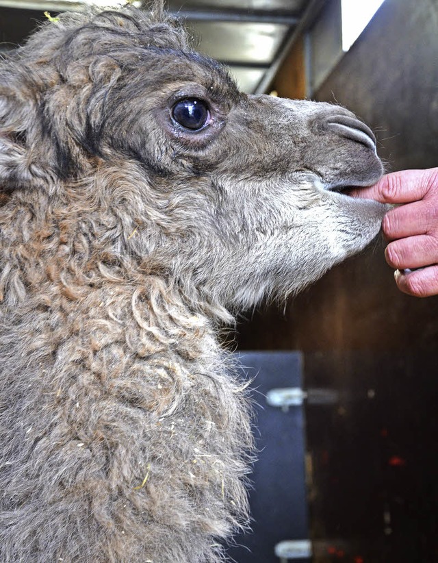 Kamelbaby bei Zirkus Montana  | Foto: Erika Bader