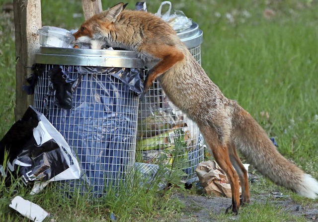 Seine Nahrung holt er auch aus dem Mll: ein Fuchs in der Stadt   | Foto: dpa