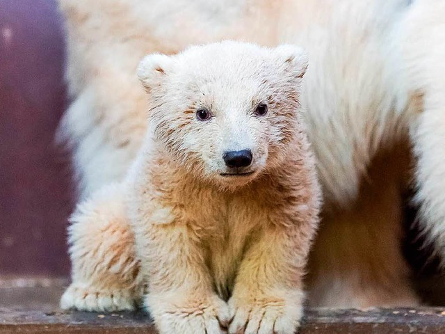 Das knuffige Fellknuel ist tot. Fritz wurde nur drei Monate alt.   | Foto: dpa