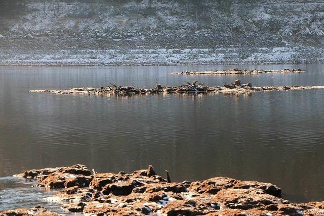 Auf dem Schluchsee triften Torfinseln zur Staumauer