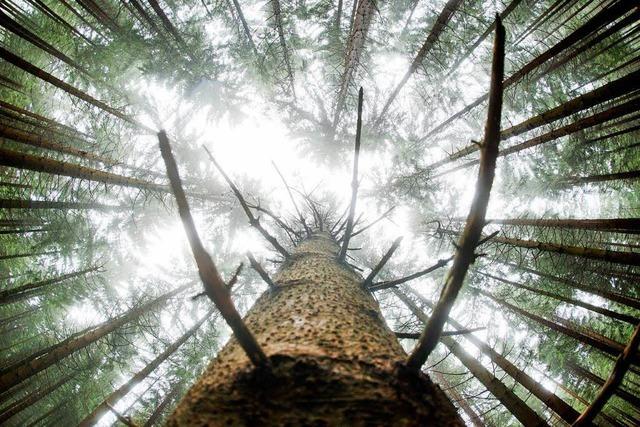 Waldbauern kritisieren Touristiker