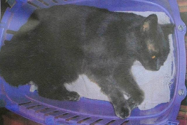 Katze in Breisach nach Misshandlungen gestorben