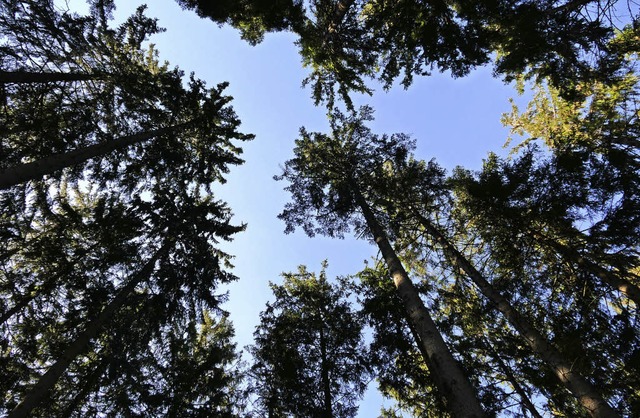 Der Wald ist fr die Gemeinde Wittnau eine wichtige Einnahmequelle.   | Foto: Emilia Keller