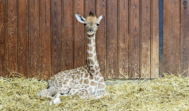   | Foto: Torben Weber (Zoo Basel)