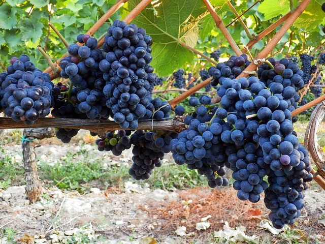 Fr ihren Rotwein haben die Friesenheimer Winzer 2016 einen guten Preis erzielt.  | Foto: Reiner Beschorner