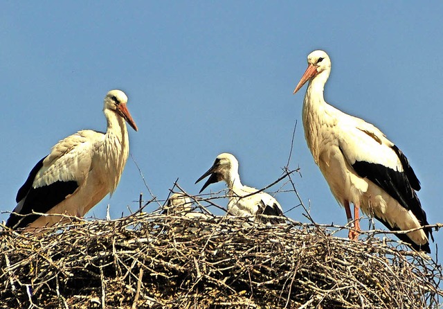 Ein Nest voller Strche ist auf der Ba...freuliches und viel beachtetes Bild.    | Foto: Storck