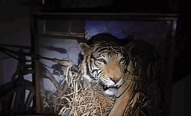 Im Schein einer Taschenlampe scheint s...te Tiger im Ritterhaus auf dem Sprung.  | Foto: Museum