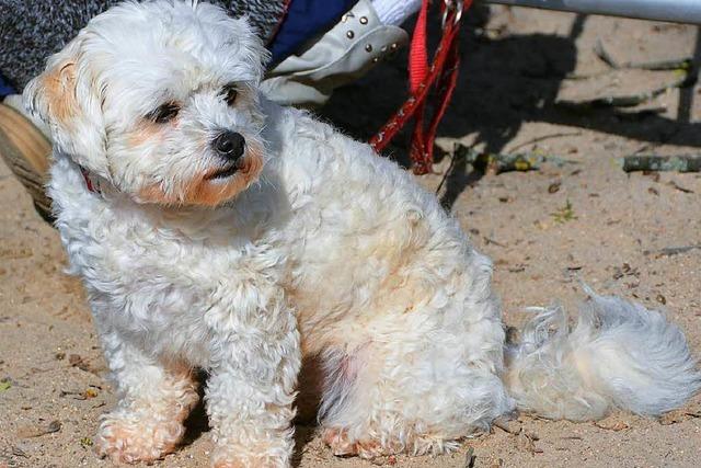 Fotos: Rassehunde-Ausstellung in Offenburg