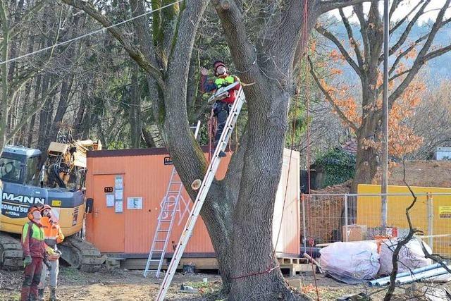 Brger bremsen Baumfllarbeiten in Zhringen – zumindest vorerst