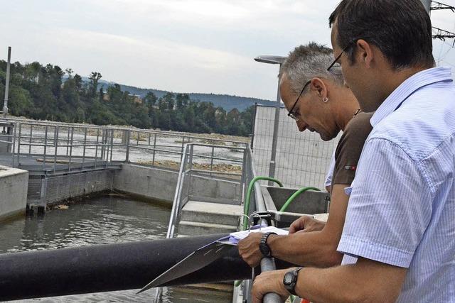 Grundel-Alarm im Fischzhlbecken