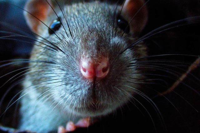 Paris kmpft gegen drei Millionen Ratten in der Stadt