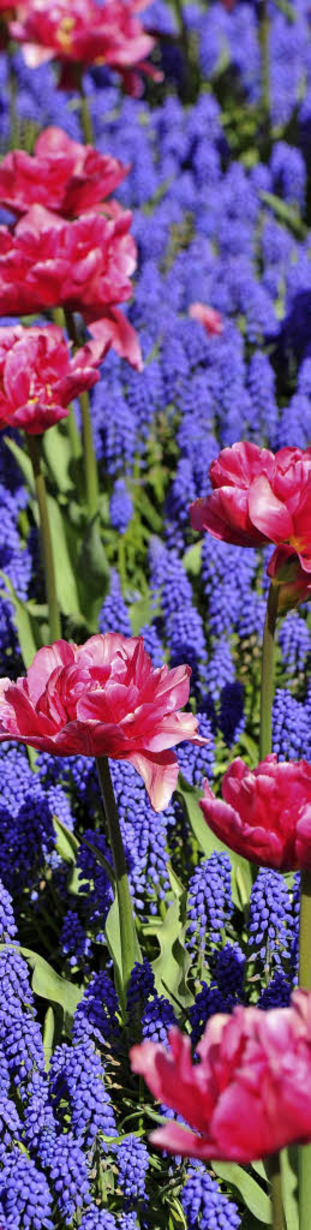 Buntes Paradies: Ideen fr Balkon und Garten   | Foto: A.Schiffner