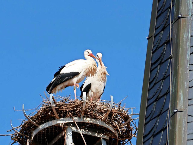 Seit dem Wochenende ein Paar: Familie ...h der Stadtkirche an das Brutgeschft.  | Foto: Gerhard Walser