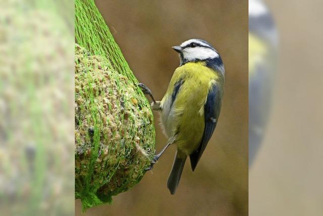 Viele heimische Vogelarten brauchen Hilfe – nicht nur im Winter