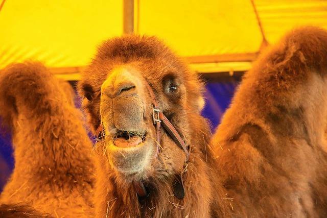 Manege frei fr Clowns und Kamele