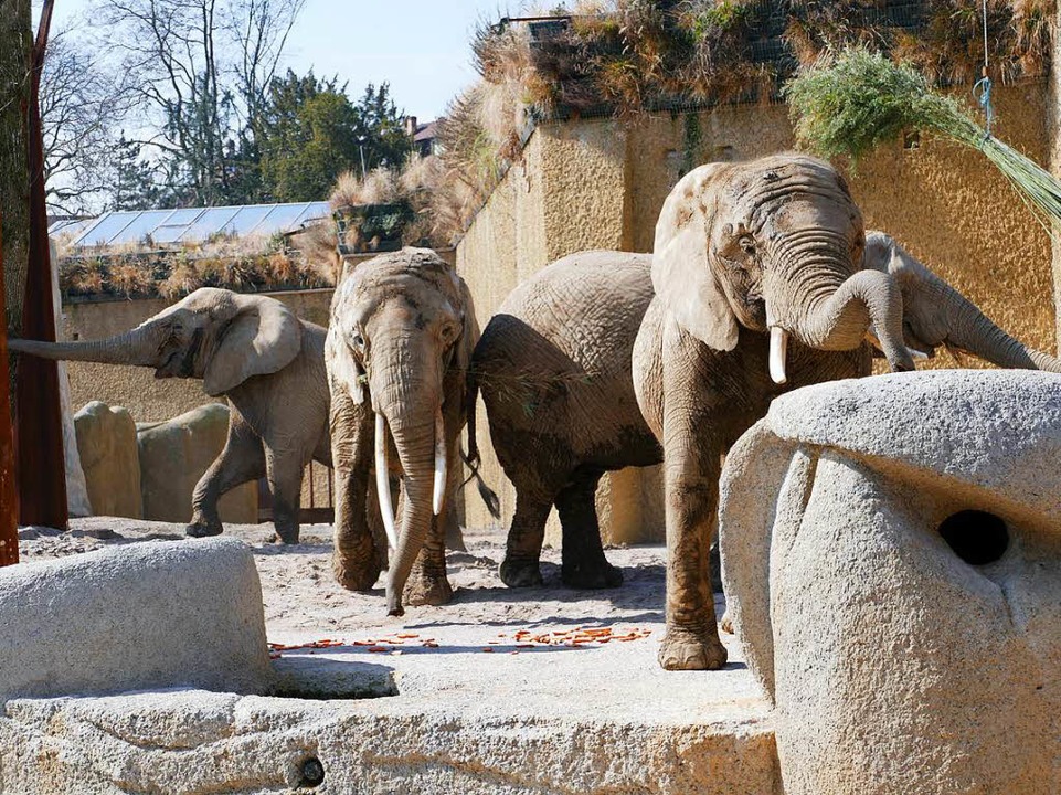 elefantenhaus zoo basel