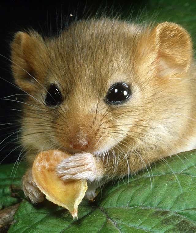 Lecker! Futter!  | Foto: dpa