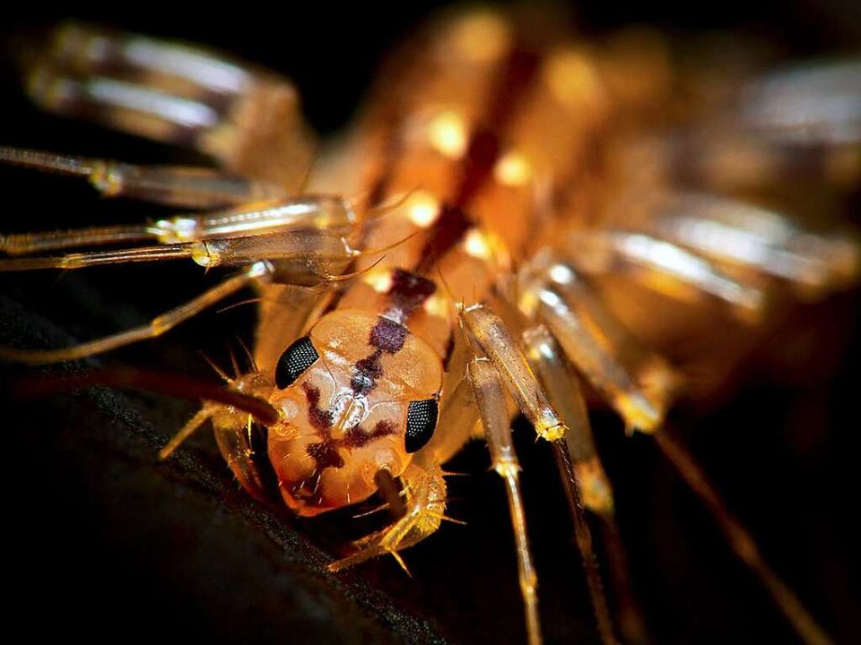Der Spinnenläufer besitzt kräftige Giftklauen  | Foto: Kevin Collins wikipedia