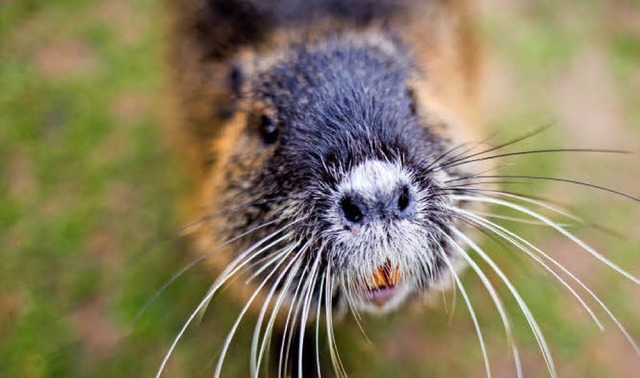 Ein Nutria   | Foto: dpa